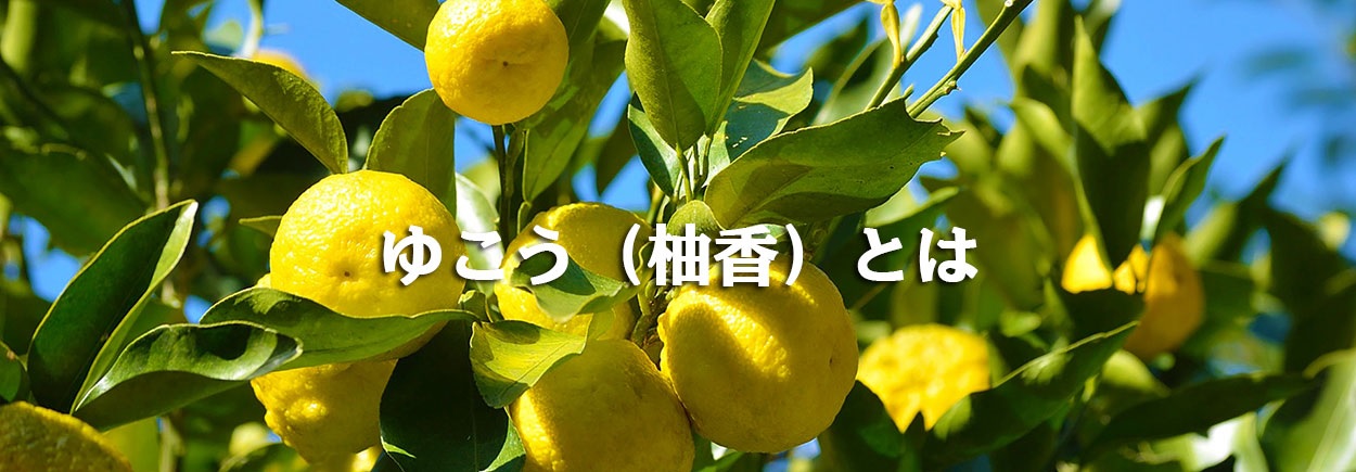 収穫量激減の為 ゆこう酢1800ml 徳島県産柚柑 ユコウ 果汁100%天然調味料 - 徳島県物産センター本店四国徳島のお土産・特産品・名産品のお取り寄せ通販サイト