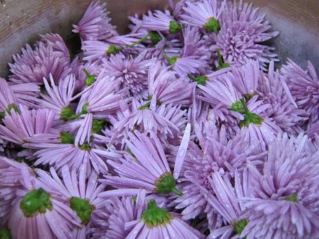 コムラサキの花言葉花や実の特徴、実は食べられるの？🍀GreenSnap グリーンスナップ