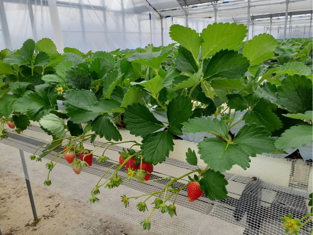 宝石型 種なし いちごジャム イチゴの種を取りました