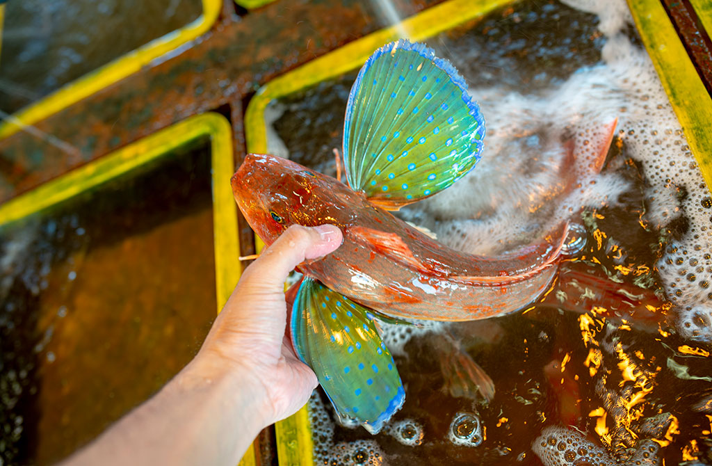 体色がきれいな熱帯魚 おすすめベスト10を魚のプロがご紹介しますアクアリウム情報メディア トロピカ