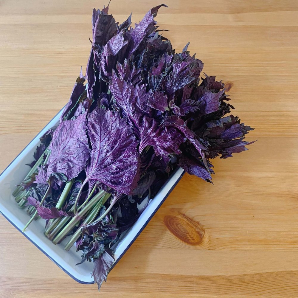 2023年版製造中 紫寿シズ 紫蘇ジュース 900ml by ＠かたつむり 「障がい者福祉」を買物で応援する通販サイトPIPPO NPO法人PIPPO