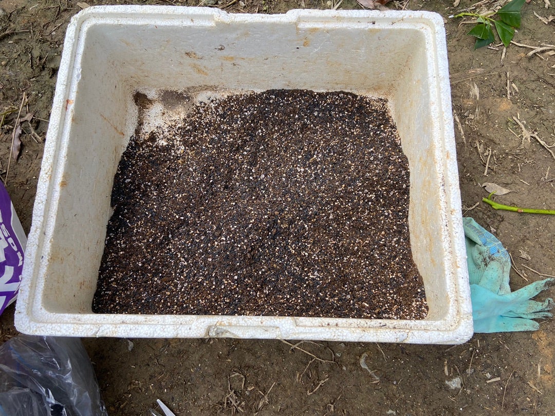 アボカドの育て方 種から実がなるまで何年？植え替え時期は