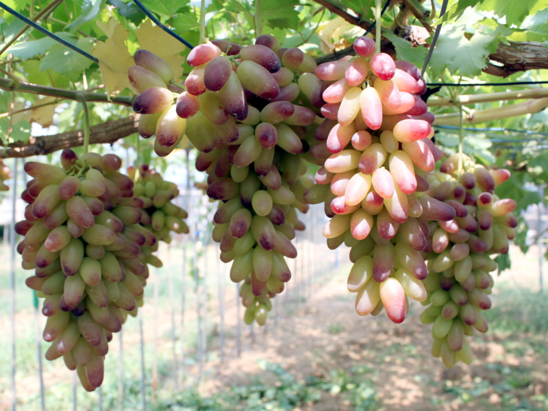 教えて宮古島！なんでもＱ＆Ａ » 島のフルーツ・収穫時期