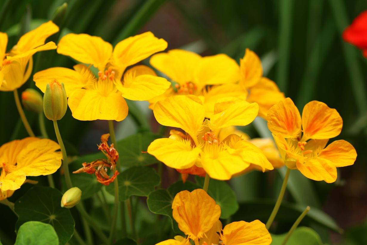 地植えでのナスタチウムの育て方：アブラムシを忌避するコンパニオンプランツしま農研