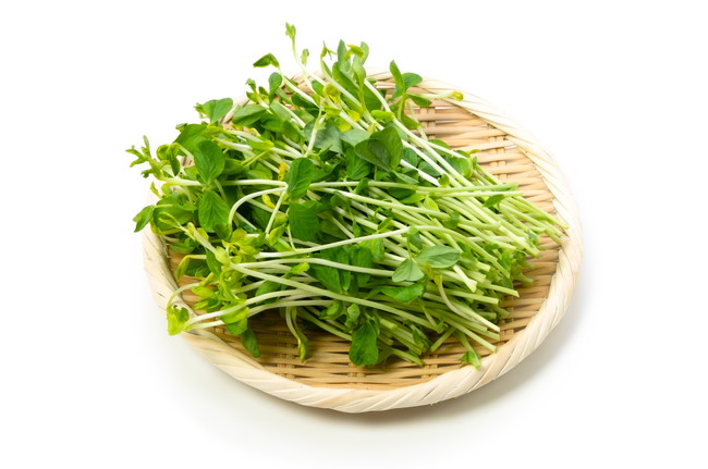 豆苗の育て方を徹底解説！水の量は？どこに置く？何回収穫できるかも検証してみた - トクバイニュース