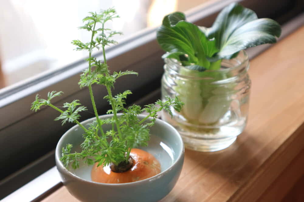 ニンジン再生栽培はとても簡単！セリ科なので葉はセリの味がします♪