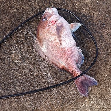 アニポケ内の直接攻撃について - とーえつ雑談部屋