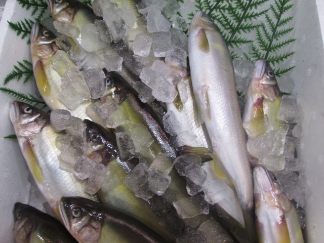 極限まで「鮎を美味しく冷凍する」〜冷凍保存法を突き詰める〜まっちゃんの鮎すがら