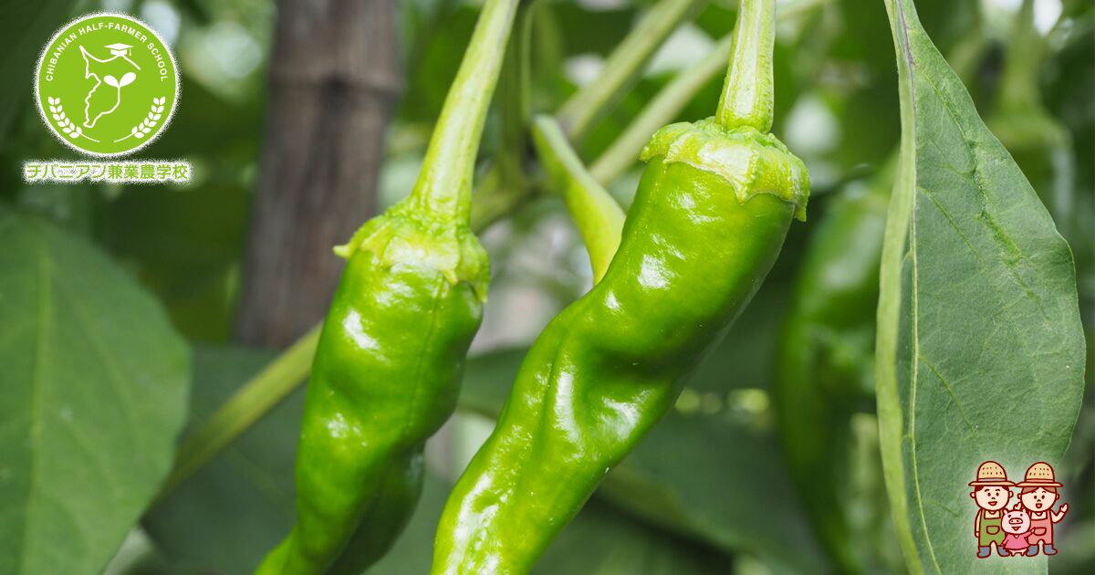 ししとうの特徴とは？ピーマンとの違いや食べ方のコツについてをご紹介！ - ヘルスハッカ