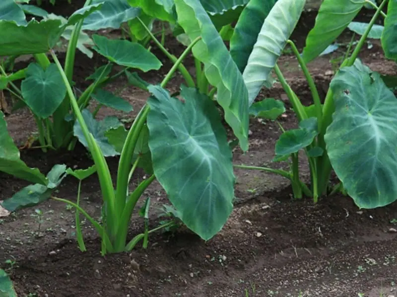 里芋の育て方わたしの野菜育て方図鑑