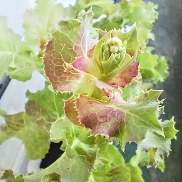 サニーレタスの花言葉意味や由来、種類はあるの？🍀GreenSnap グリーンスナップ