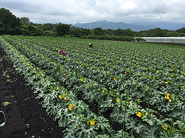 ズッキーニの栽培プランターのサイズは？支柱の立て方や収穫時期は？🍀GreenSnap グリーンスナップ