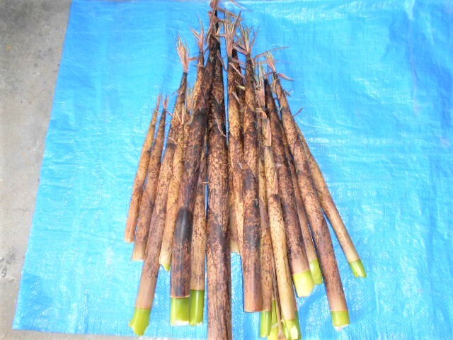 破竹たけのこレシピ 煮物TikTok