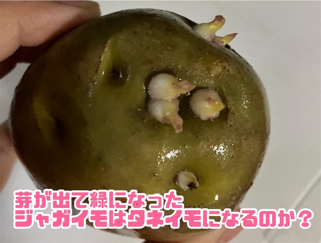 捨てないで！芽が出たじゃがいもはひと工夫でまだまだ食べられますサンキュ