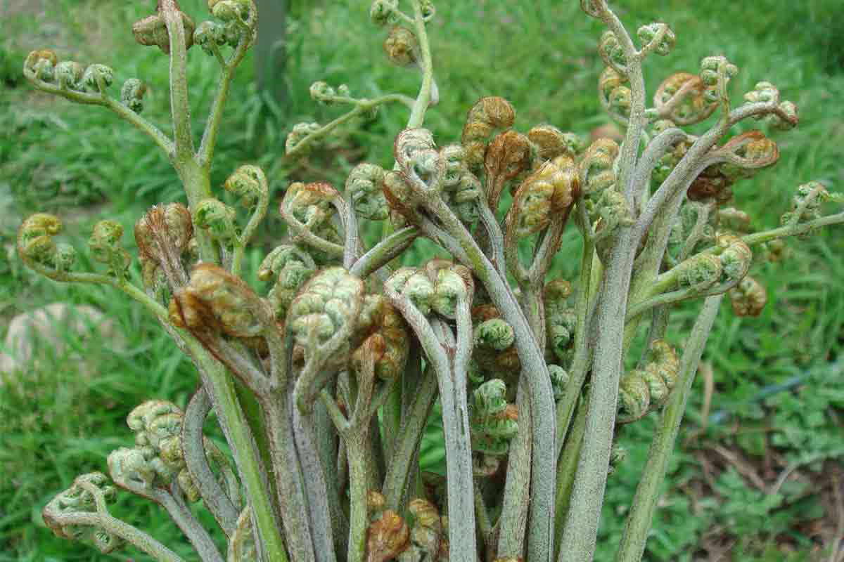 こごみの食べ方 下処理方法や天ぷら・和え物などおすすめレシピを紹介！食・料理オリーブオイルをひとまわし