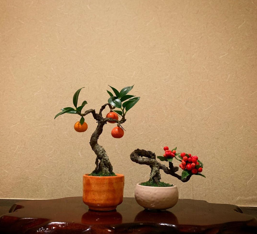 Haco Mame 豆盆栽 栽培セット 黒松 ブラック 黒松 ブラック ：ホーム