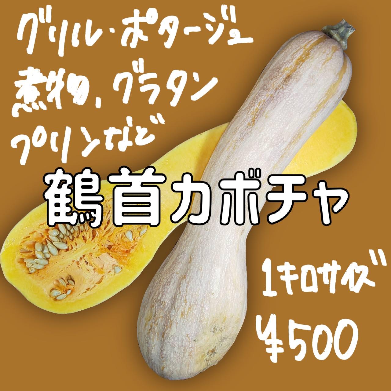 鶴首かぼちゃ」大量収獲！！でも、ヘタクソ？紆余曲折