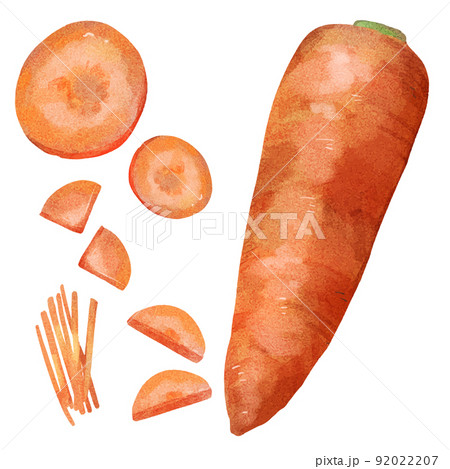 人参 にんじんの断面のイラスト素材59590867- PIXTA