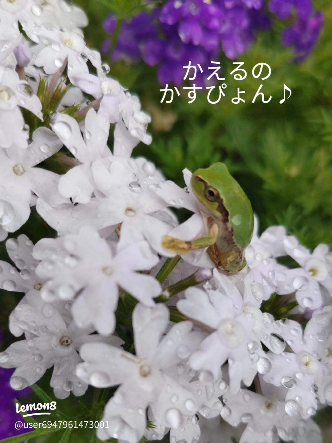 きなこまぶしわらびもちカエル : 日進月歩～頑固完徹 プロぼっち～