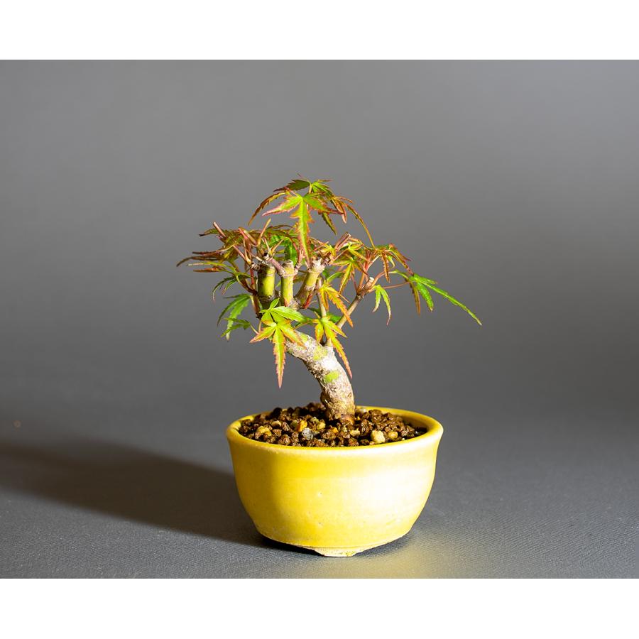 楽天市場 栽培キット 育てるカプセル まめ盆栽即納栽培セット 盆栽 植物 グリーン ケヤキ モミジ 赤松 黒松 紅葉 もみじ 松 欅 かわいいおしゃれ ギフト インテリア 置物 グッズ : 癒しグッズ専門店 なごみ