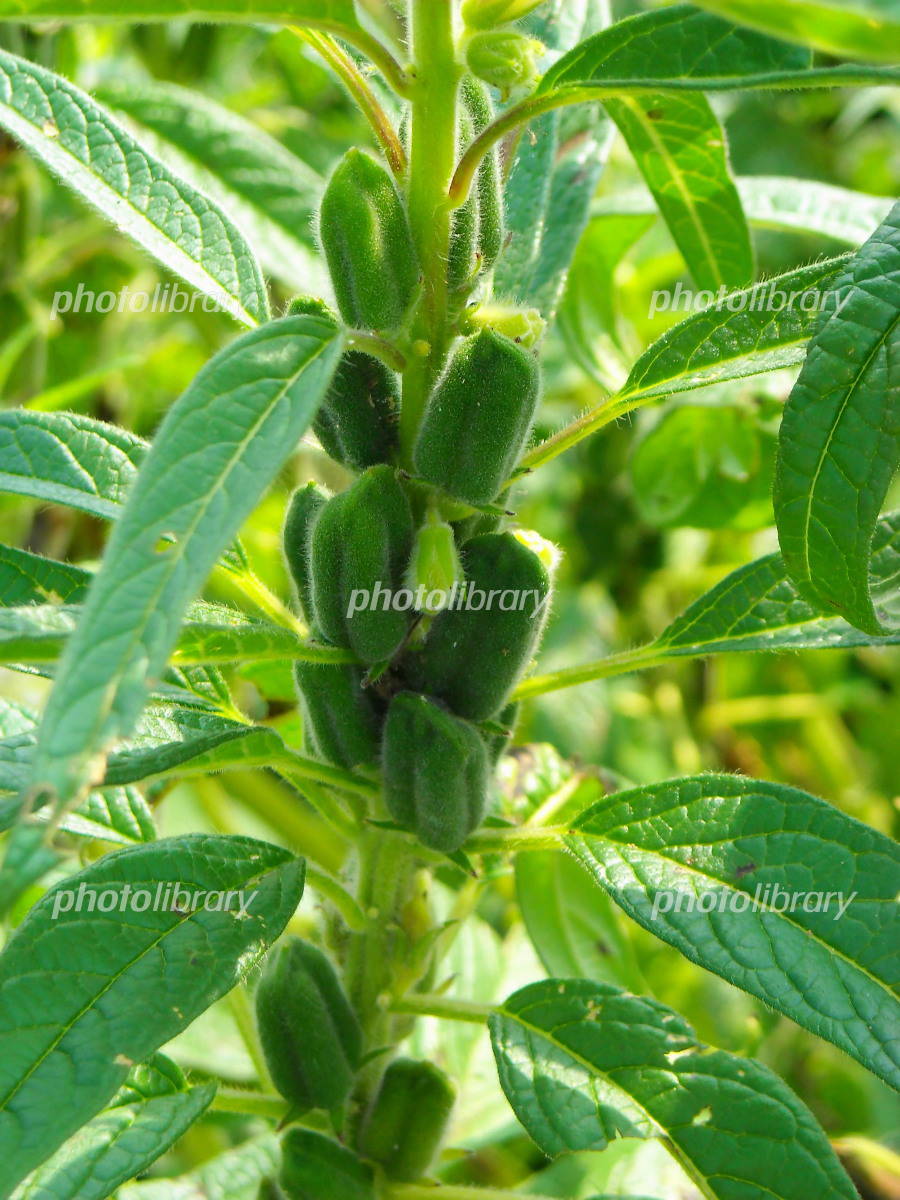 ごまってどんな植物？ごまストーリーカタギ食品