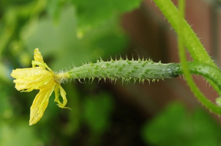 キュウリの育て方と栽培のコツやまむファーム