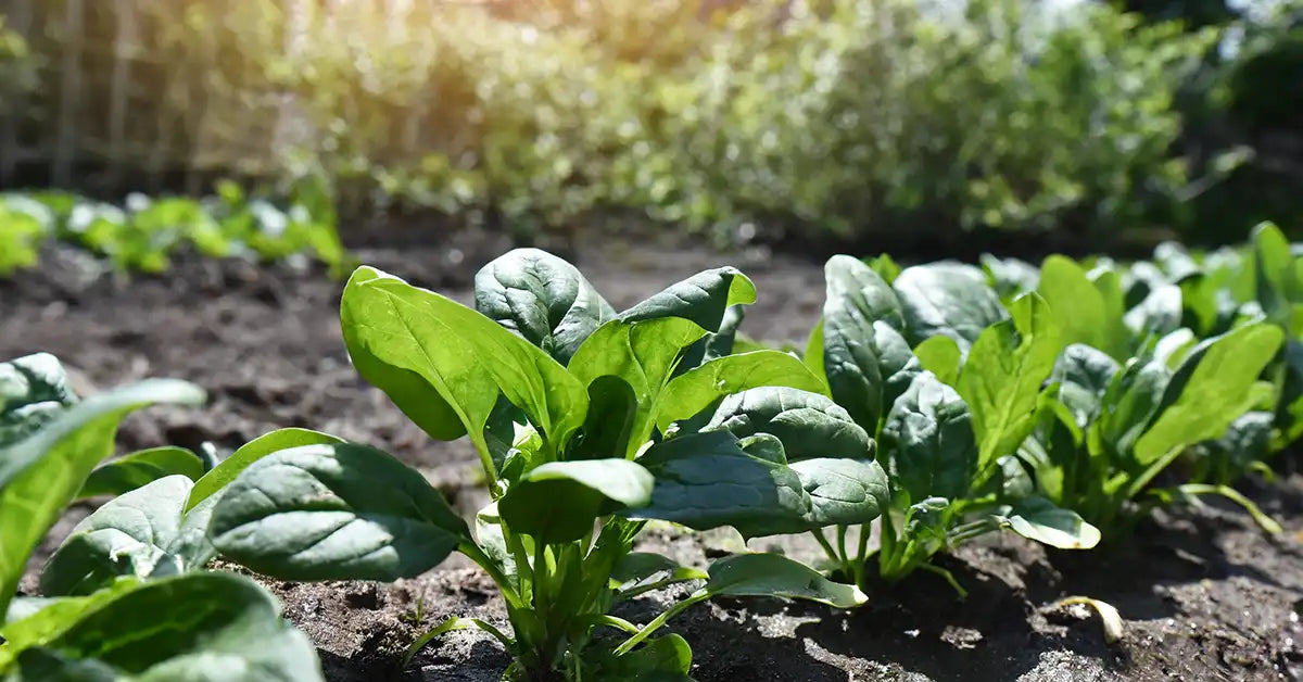 ほうれん草は冬採りが無敵？ 栄養素も甘みも格段にアップ - ウェザーニュース