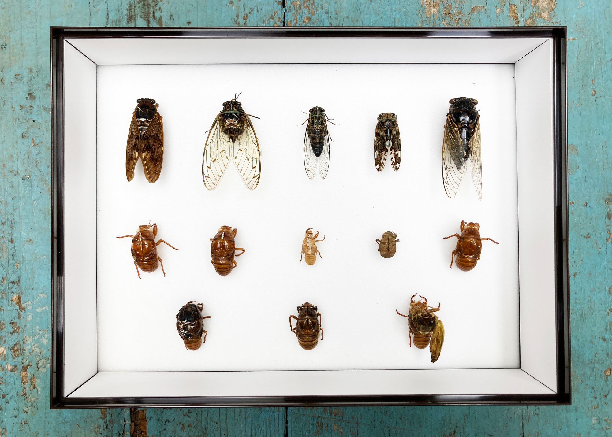 セミの羽化を観察したい~四歳の娘と過ごす夏海獣記