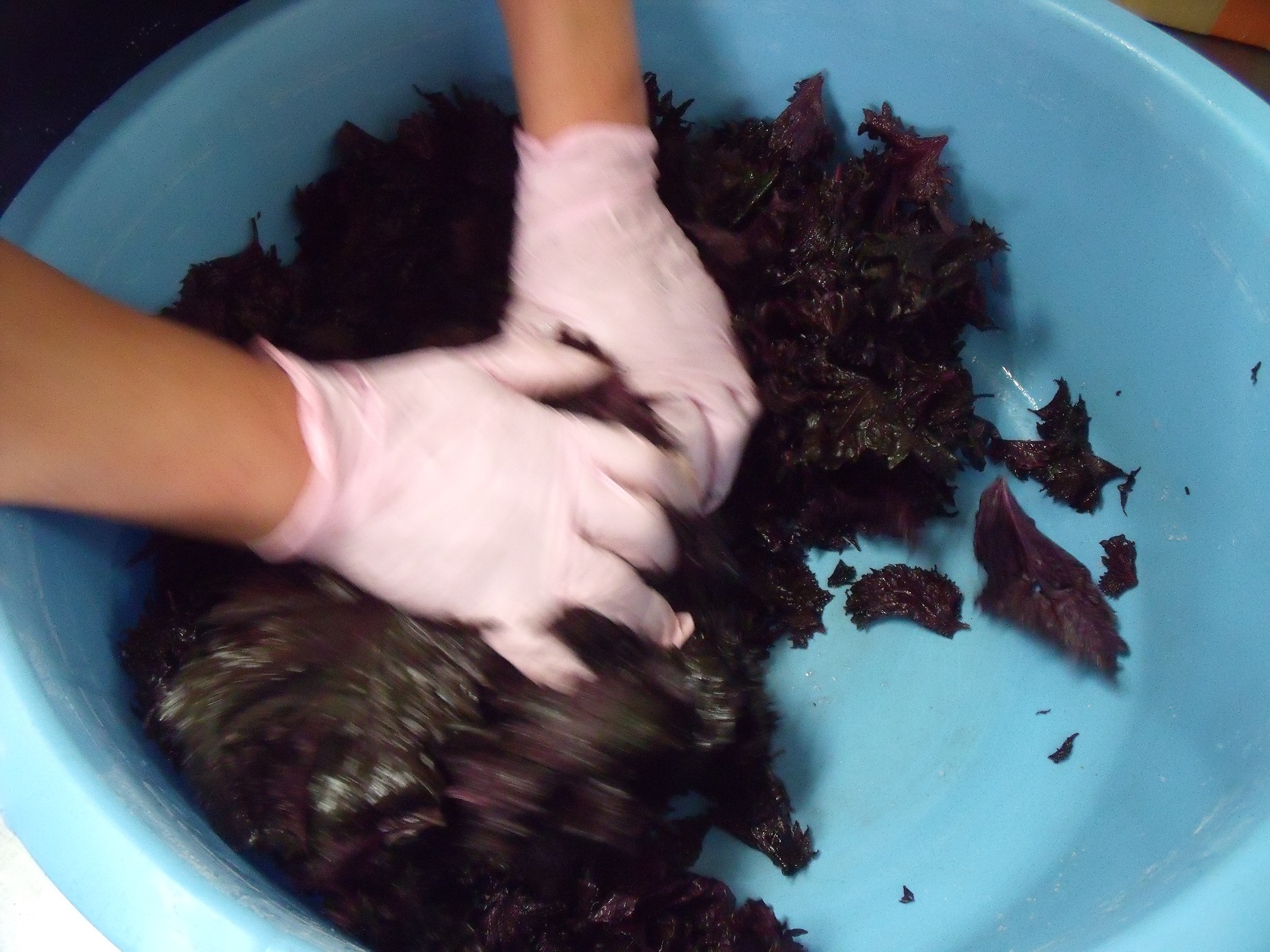 梅干しには紫蘇を入れるべき？もみ紫蘇の作り方と効能毎日気になる暮らしのこと