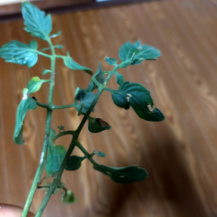 サトイモ 里芋 根 根っこの写真素材 - PIXTA