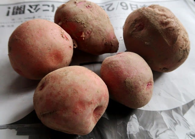 春植えジャガイモ赤皮のジャガイモ・シェリーの栽培記録 - 週１回３時間！共働きのズボラ週末家庭菜園