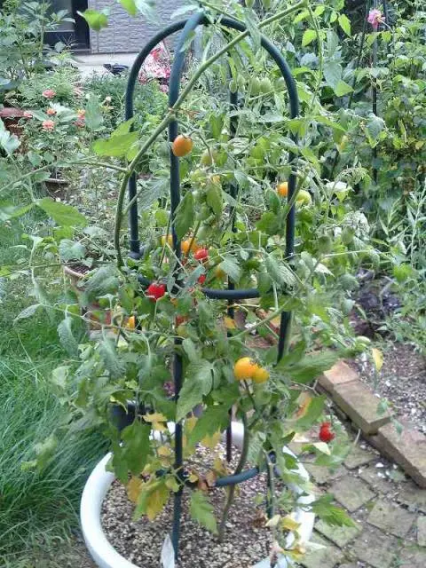 連結トマト支柱」が便利でコスパ最高！内容物や使い方についてベランダ野菜のプランター栽培