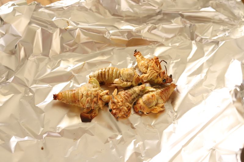 虫の苦手な方閲覧注意 羽化に失敗したセミ 辛いLEE