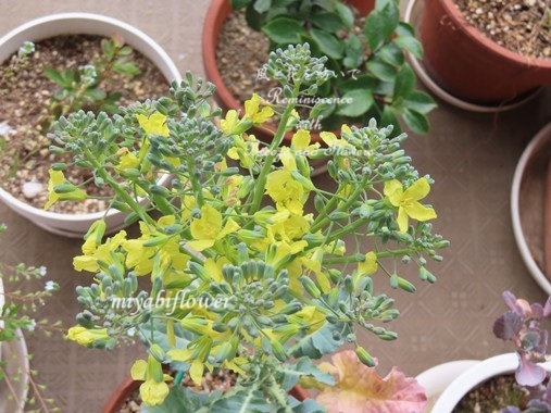 こちらのブロッコリーはもう花が咲いてしまったので駄目でしょうか。 - 「食用- Yahoo!知恵袋