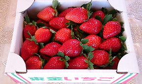 いちご直売所：奥田農園 羽島市2020.3.1われら仲間たち