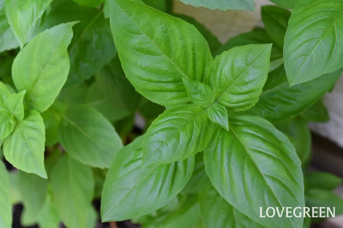 バジルの育て方種まきや植える時期は？プランターで室内栽培できる？🍀GreenSnap グリーンスナップ