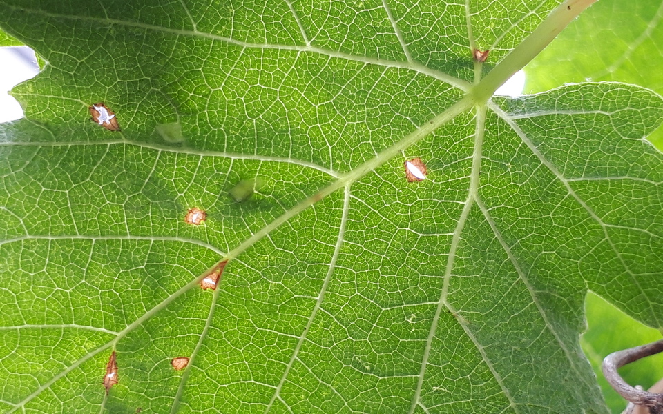 シャインマスカット 人気記事 一般 アメーバブログ アメブロ