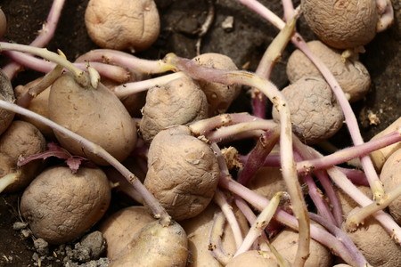 芽の出たじゃがいもをさらに長期保存しておいしく食べる方法 - 空と花の色