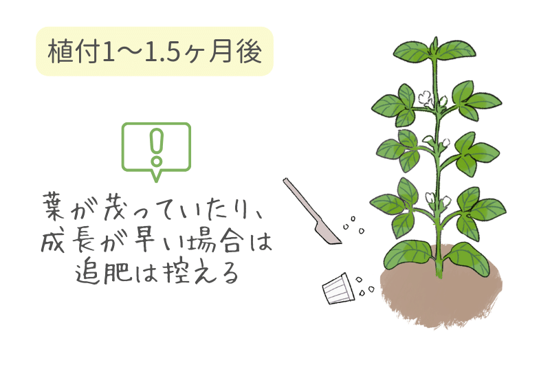 家庭菜園エダマメの育て方 旬を味わえる！枝豆を家庭菜園で手作りしよう植物とあなたをつなぐPlantia