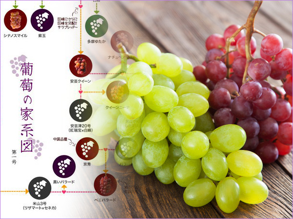 見つけた！新品種の「種無しぶどう」ふるさとチョイス - ふるさと納税サイト