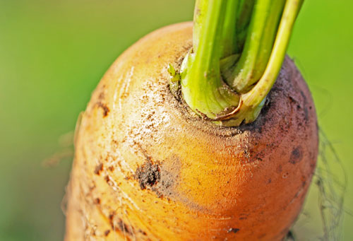 にんじんに白いひげが・のびしろ