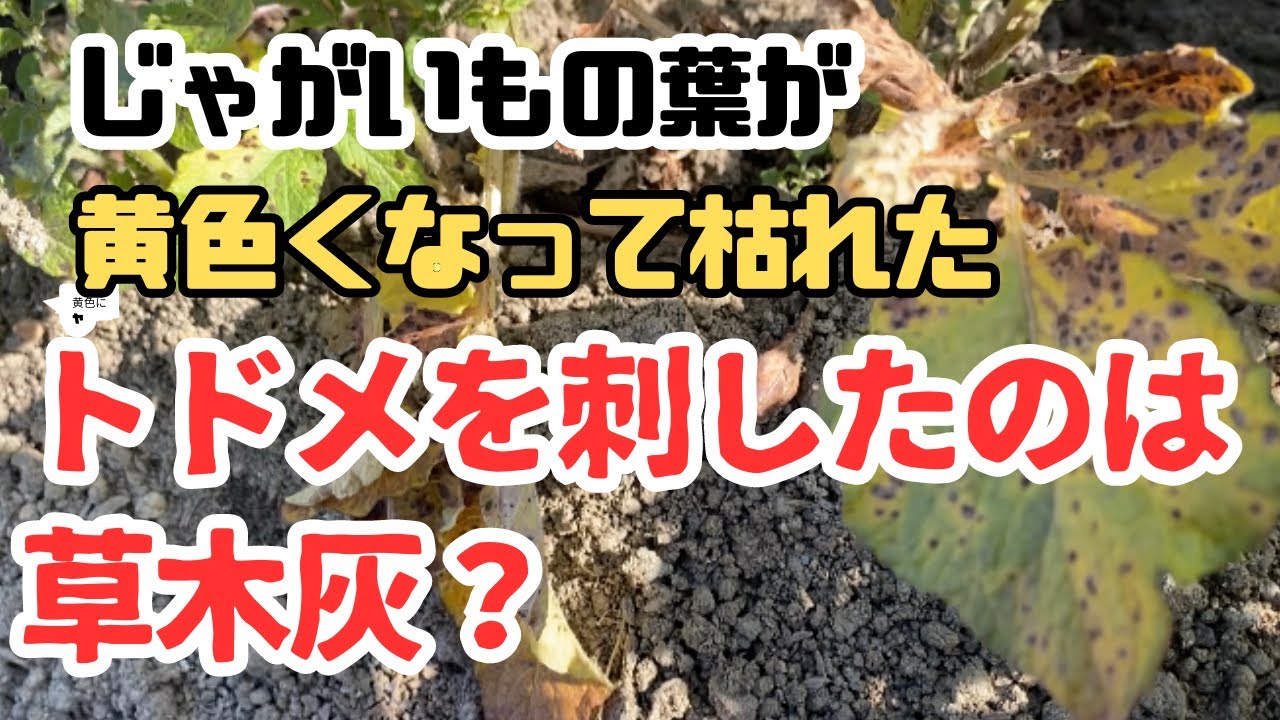 ジャガイモ栽培で注意したい７つの病気 – ちあきファーム