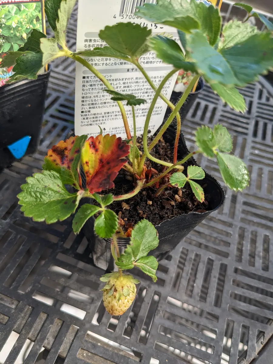 いちご突然枯れる、葉に灰色の斑点炭疽 たんそ 病ミライ菜園