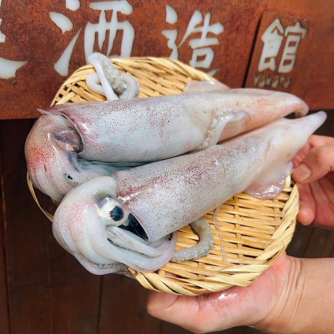 続々新入荷！ 白イカの姿造り 天然 冷凍 ケンサキイカ 剣先イカ 産地直送 Mサイズ Lサイズ 白いか いか 剣先 白イカ シロイカ 刺身 日本海晩酌 お取り寄せグルメ イカ 姿造り 刺身 新鮮 お造り おつまみ 魚介 海鮮 姿造り お刺身 送料無料 京都 京丹後 久美浜