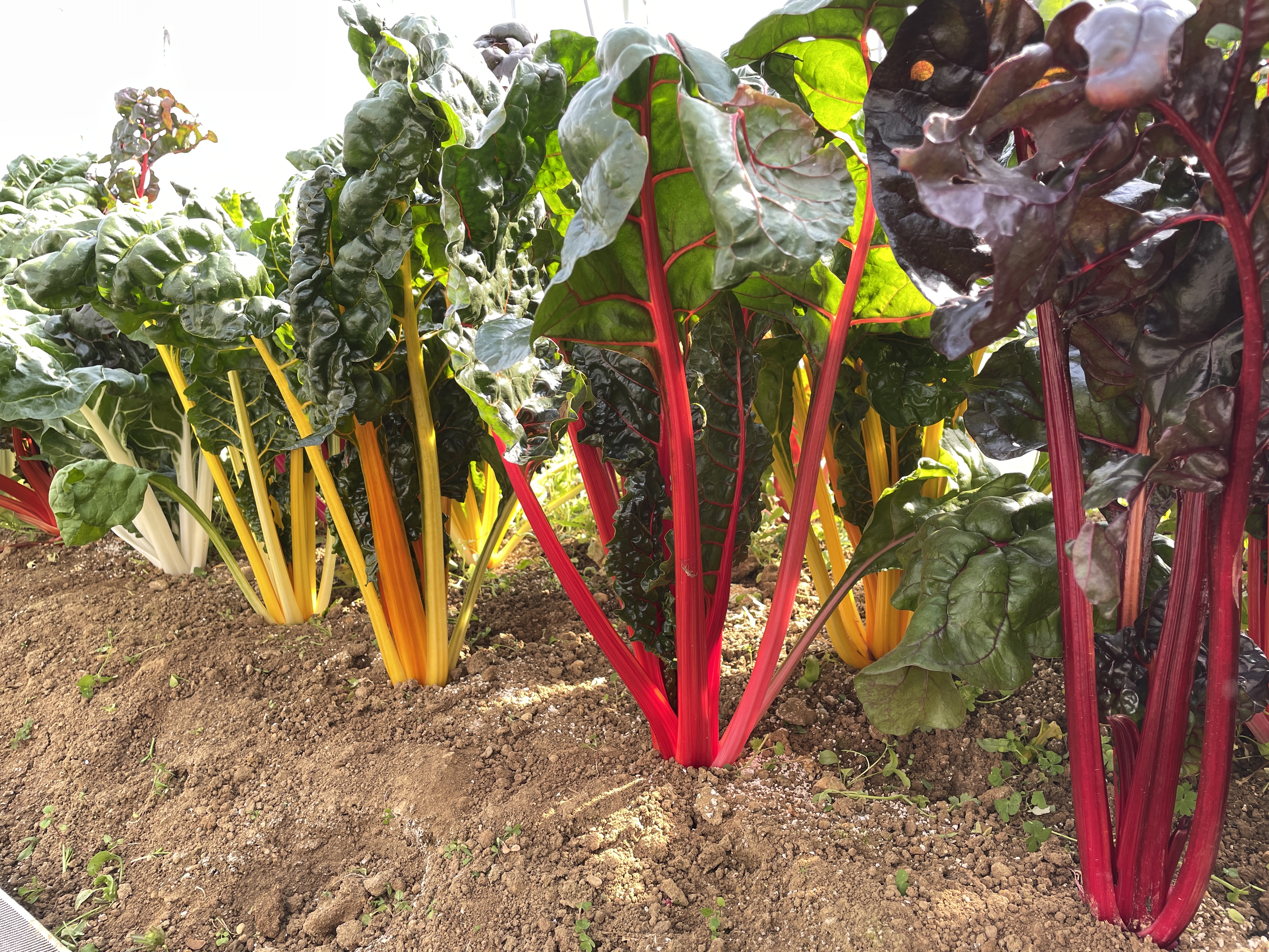 海外の野菜 ニューヨークのスーパーの野菜売り場の写真素材44090671- PIXTA