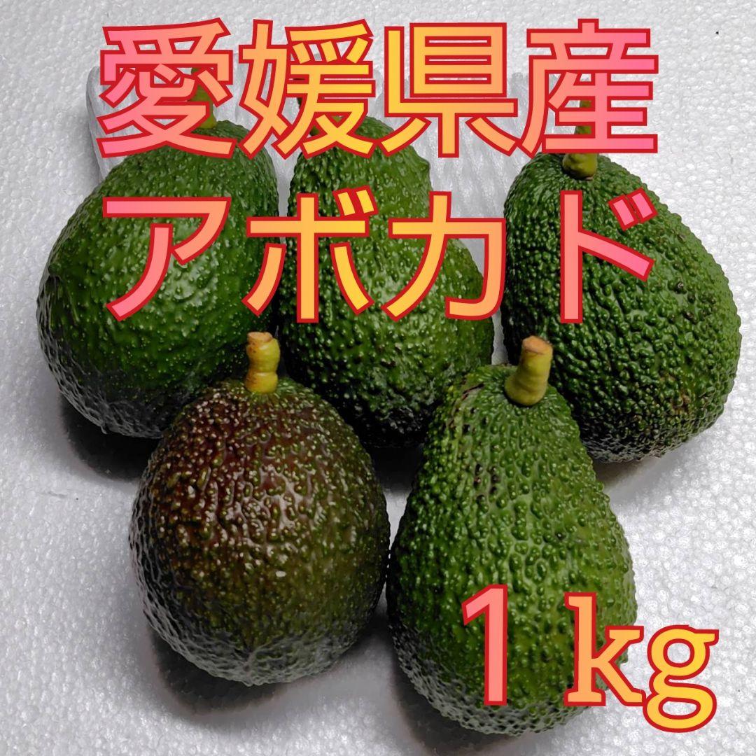 国産アボカド 愛媛県産 島育ち 約1kg果物 その他果物 産直アウル 農家から直接野菜などの食材を購入できる産地直送の宅配通販サイト