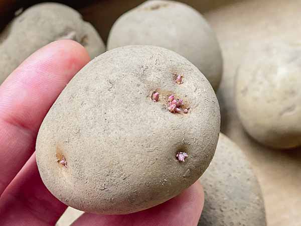 芽が出たジャガイモは捨てる？食べてしまった時の対処法も解説 – 北海道・十勝 須田農場