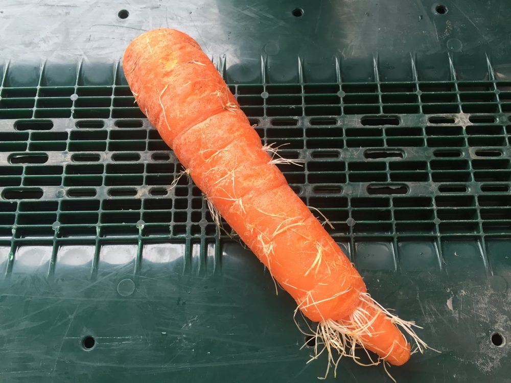 ニンジン 葉は茂っているのに根 可食部 が太くならないのはなぜ？ - アタマの中は花畑