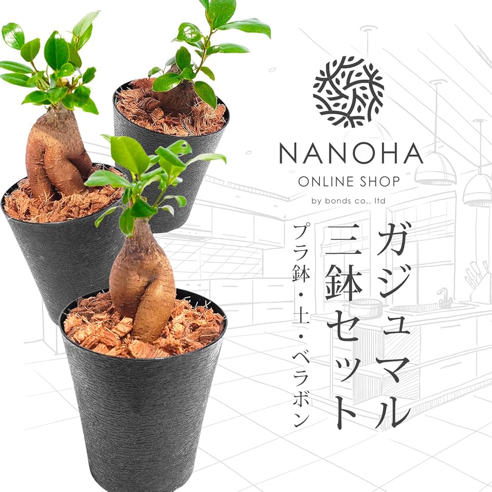 石垣島北部の魅力:ガジュマルの実