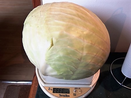 グリーンボールご存知ですか？ 「キャベツなの？キャベツじゃないの？」 そんな声が聞こえてきそうなまんまるなこの野菜。 組合員さんから、「キャベツとグリーンボールはどちらが甘いの？」という質問がありました。存在は知っているけど、食べたことないこのグリーン